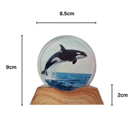 3D Creative Lamp - Orca Illuminated Art Light