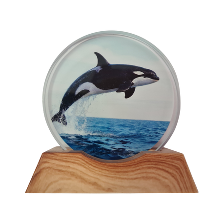 3D Creative Lamp - Orca Illuminated Art Light