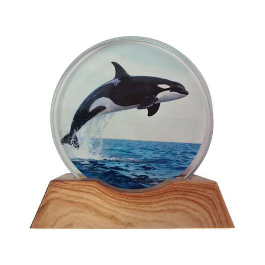 3D Creative Lamp - Orca Illuminated Art Light